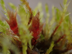 Ptychostomum pallens