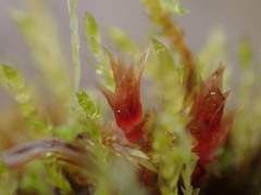 Ptychostomum pallens