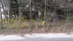 Forsythia × intermedia