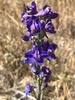 Cuyamaca Larkspur - Photo (c) Larry Hendrickson, California State Parks, some rights reserved (CC BY-NC), uploaded by Larry Hendrickson, California State Parks