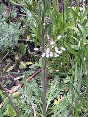 Capsella bursa-pastoris