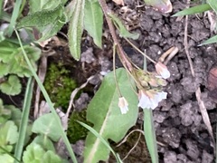 Capsella bursa-pastoris