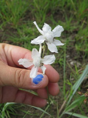 Delphinium carolinianum virescens