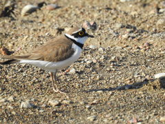 Charadrius dubius