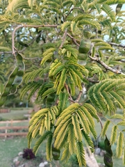 Parapiptadenia rigida