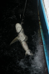 Carcharhinus longimanus