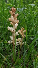 Orobanche caryophyllacea