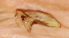 Orobanche caryophyllacea