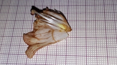 Orobanche caryophyllacea