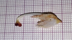 Orobanche caryophyllacea