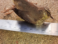 Parkesia noveboracensis