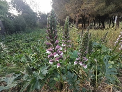 Acanthus mollis
