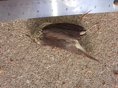 Parkesia noveboracensis