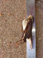 Parkesia noveboracensis