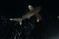 Carcharhinus longimanus