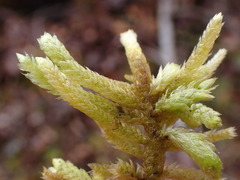 Homalothecium megaptilum