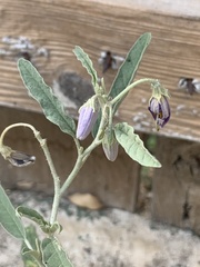 Solanum elaeagnifolium