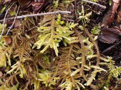 Homalothecium megaptilum