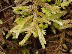 Homalothecium megaptilum