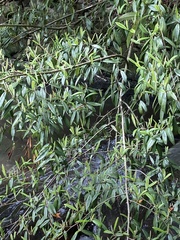 Cotoneaster salicifolius