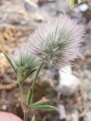 Trifolium arvense