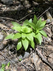Lilium martagon