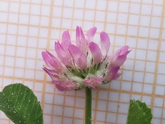 Trifolium tomentosum