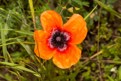 Papaver apulum