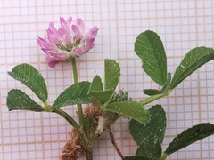 Trifolium tomentosum