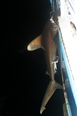 Carcharhinus longimanus