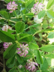 Trifolium tomentosum