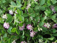 Trifolium tomentosum