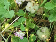 Trifolium tomentosum