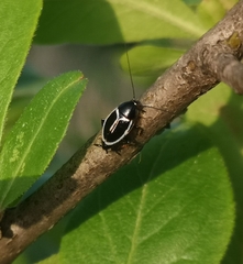 Phyllodromica marginata