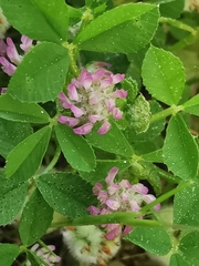 Trifolium tomentosum