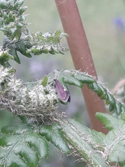 Psychoides filicivora