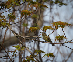 Vireo philadelphicus