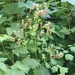 Thalictrum occidentale occidentale - Photo (c) pam_reschke, some rights reserved (CC BY-NC), uploaded by pam_reschke