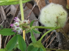Trifolium tomentosum