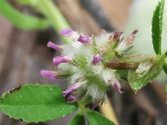 Trifolium tomentosum