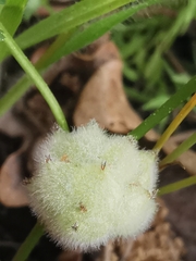 Trifolium tomentosum