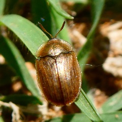 Hypocassida meridionalis