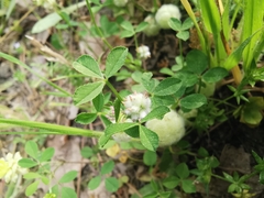 Trifolium tomentosum