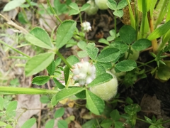 Trifolium tomentosum