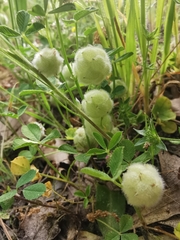 Trifolium tomentosum