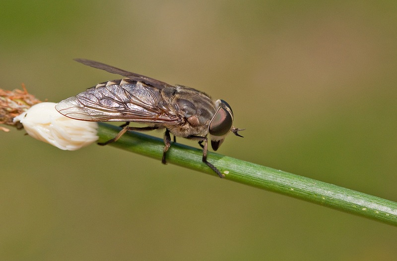 Large Marsh Horse Fly