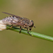 Large Marsh Horse Fly - Photo (c) Paul Cools, some rights reserved (CC BY-NC), uploaded by Paul Cools