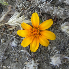 Chaetanthera multicaulis