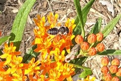 Megachilini