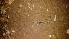 Hoffmannihadrurus aztecus